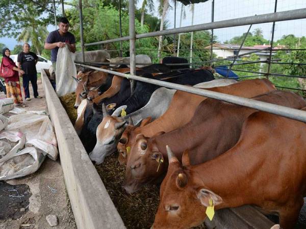Muhammad Aiman Muhammad Zaini, 25, memberi makanan kepada lembu yang sudah ditempah pelanggan untuk Hari Raya Aidiladha ketika dalam tempoh Perintah Kawalan Pergerakan Pemulihan (PKPP) di Kampung Putat, Jalan Kodiang hari ini.
