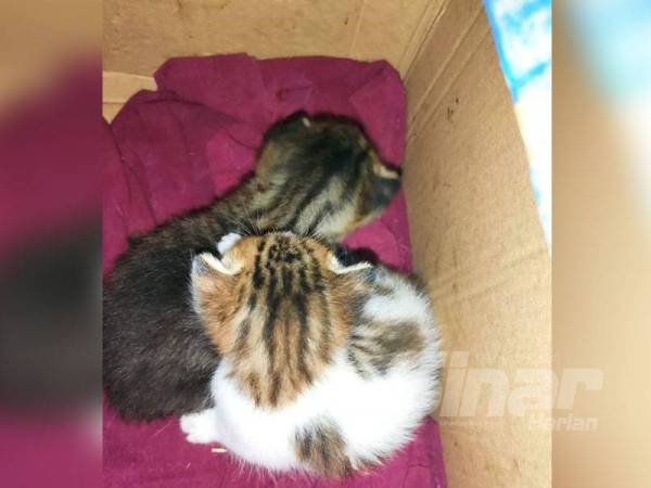 Boo dan Net kini dibawah jagaan Rehana.