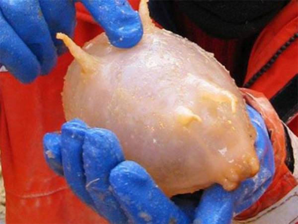 Ada saintis mendakwa makhluk yang ditemui ada daripada spesies babi laut.