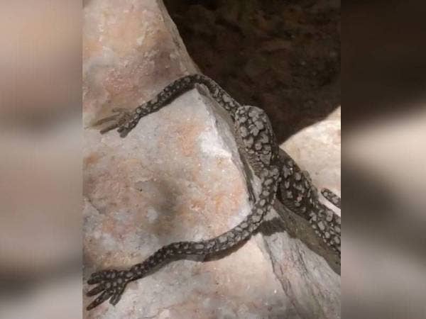 Haiwan ganjil dipercayai daripada spesies cicak yang ditemui di bandar raya Boulder, Nevada, Amerika Syarikat. - Foto Tik Tok