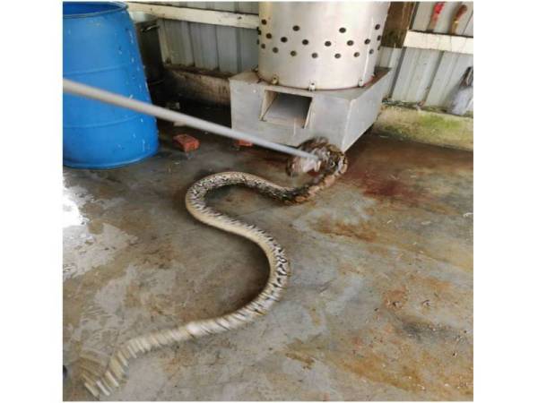 Seekor ular sawa sepanjang dua meter ditangkap di kedai menjual ayam di Kampung Panjang Sari, Pagoh hari ini.