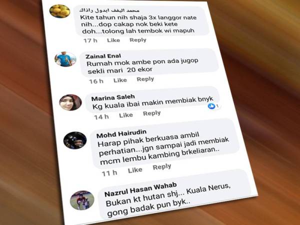 Antara reaksi diterima berkaitan masalah gangguan babi hutan yang membelenggu penduduk di negeri ini.