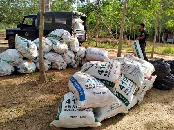 Daun ketum yang dirampas dimasukkan dalam guni sebelum dibawa ke balai polis untuk tindakan lanjut.