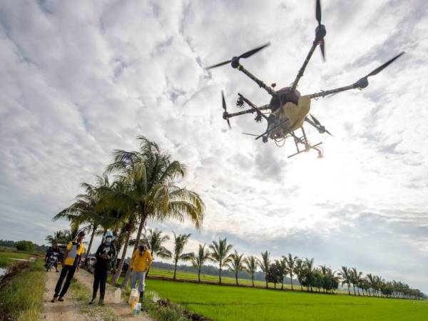 Perintis teknologi dron pertama di Kelantan, Noor Hanif Noordin, 33, (kiri) bersama pekerjanya Hasimi Saude, 24, (tengah) menyiapkan kelengkapan dron sebelum kerja-kerja menyembur racun untuk tanaman padi di Bendang Jelor hari ini. - Foto Bernama