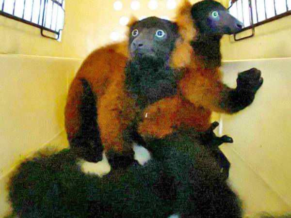 Spesies terancam, kembar lemur lahir di Zoo Singapura. - Foto AFP