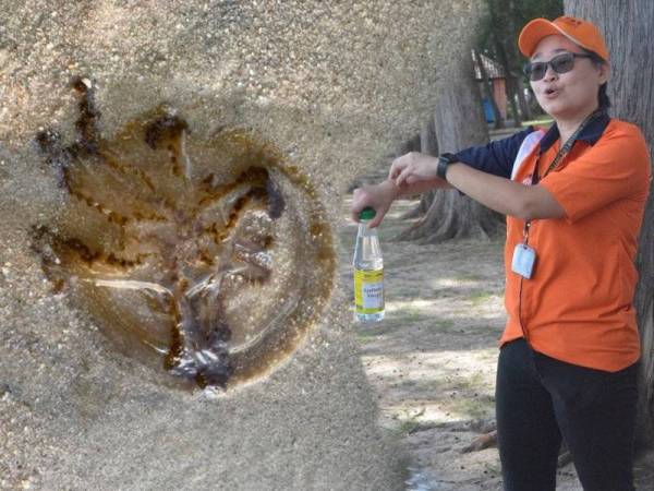 Dr Wendee menunjukkan cara yang perlu dilakukan jika disengat obor-obor dengan mencurahkan cuka di tempat luka.