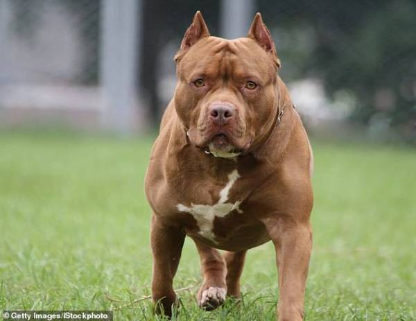 Gambar contoh anjing jenis pit bull yang menyerang mangsa.
