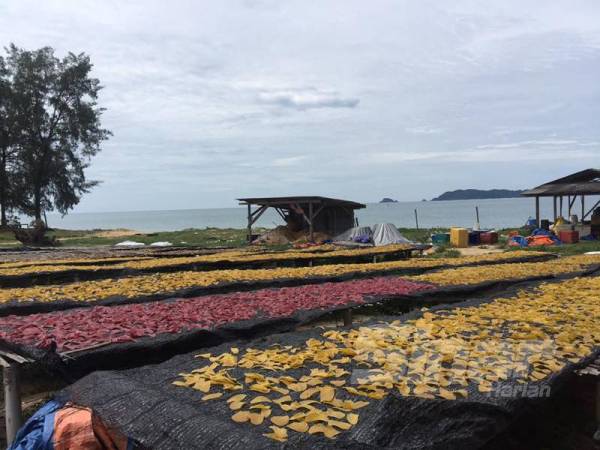 Proses menjemur keropok keping di RMM di Kampung Rhu Muda, Marang, Terengganu. 	  		
