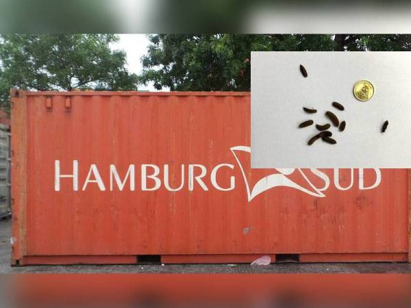 Kontena yang dikesan membawa muatan susu getah beku yang dicemari serangga perosak. Foto: Ihsan Maqis.