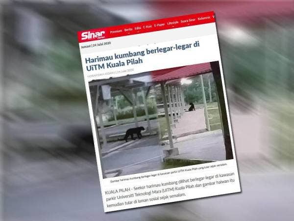 Laporan Sinar Harian hari ini berhubung harimau kumbang yang dirakam berlegar-legar di kawasan parkir UiTM Kuala Pilah.