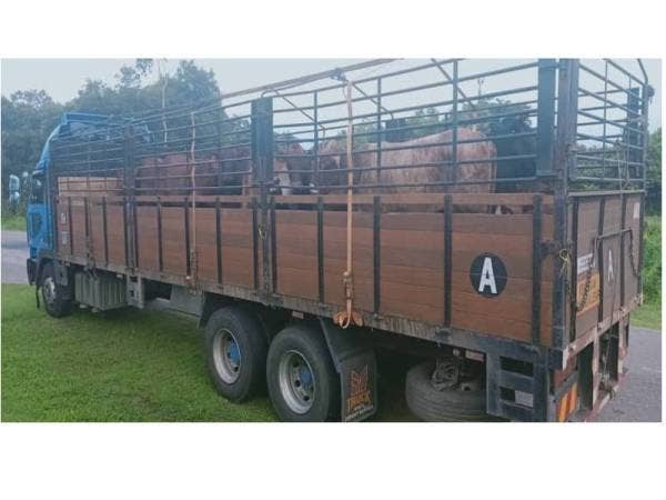 PGA Batalion 9 Kuala Terengganu merampas lembu bernilai RM310,000 selepas menahan sebuah lori di Kampung Jejawi kelmarin.