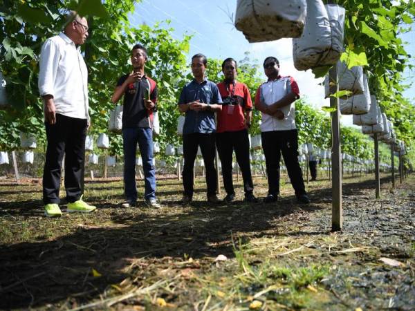 Timbalan Pengerusi Perbadanan Kemajuan Pertanian Pahang, Datuk Seri Shahiruddin Ab Moin (kiri) yang juga Ahli Dewan Undangan Negeri (ADUN) Dong mendengar penerangan Azmani (dua dari kiri) ketika melawat kebun sayur pemuda itu di RPS Sungai Bilut hari ini. - Foto Bernama