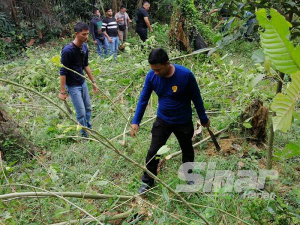 Kerja-kerja memusnahkan pokok ketum di Felda Lui Selatan, Jempol dilakukan pihak berkuasa.