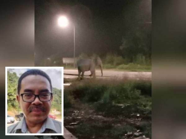 Gangguan gajah liar di Kota Tinggi menjadi perhatian dan tular di media sosial. (Gambar kecil: Salman Saaban)