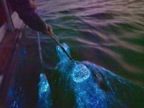 Blue Tears yang menjadi tumpuan pelancong di Kuala Selangor.