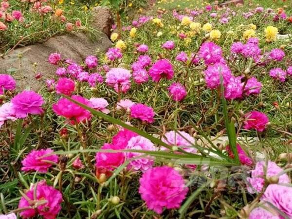 Tanaman ini mudah dijaga dan bercambah dengan banyak.