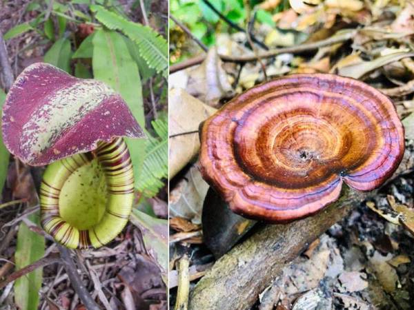 Air Terjun Sungai Pandan kaya flora dan fauna