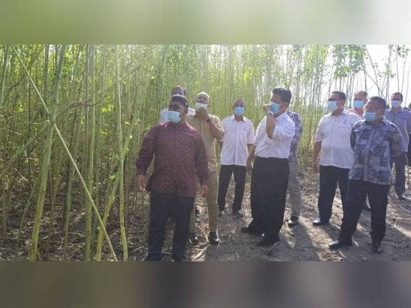 Mohd Khairuddin meninjau tanaman kenaf yang diusahakan penanam di Kampung Merchong selepas menyempurnakan Majlis Penyampaian Bantuan Prihatin Kenaf Peringkat Negeri Pahang di Kampung Merchong hari ini.