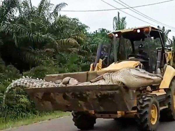 Buaya berat 500kg diangkut guna jengkaut. - Foto Daily Mail