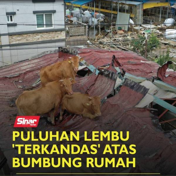 lembu