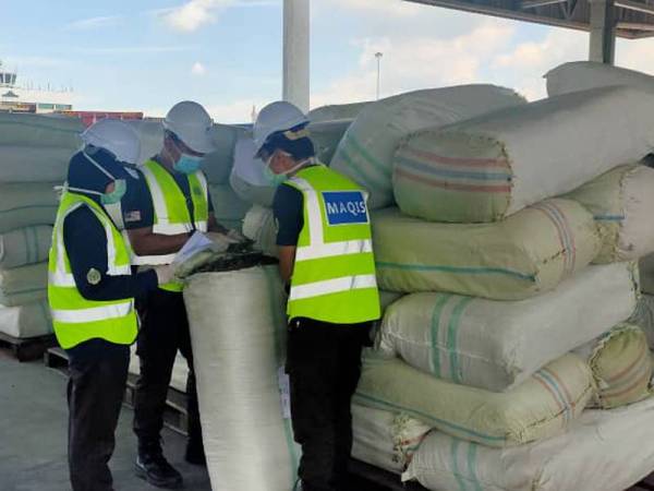 Pegawai Maqis melakukan pemeriksaan pada barang dagangan yang disita di Pelabuhan Pangkalan Kontena Utara Butterworth (NBCT) Rabu lalu.