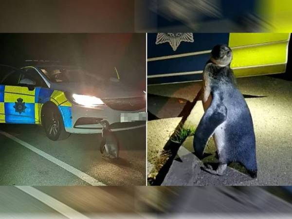 Po-Po ditemui di tengah jalah sendirian dipercayai menyelinap keluar dari pusat hidupan liar di sini. - Foto Metro