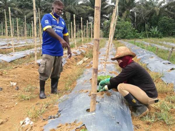 Kumaran (kiri) melihat pekerjanya mengalihkan benih peria di kawasan pertanian yang disewa daripada penduduk berhampiran Ladang Sungkai.