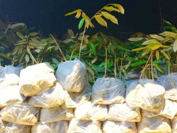 1,990 batang anak pokok durian dari Thailand yang cuba diseludup masuk ke negara ini secara tidak sah menggunakan laluan tikus di Kampung Tok Deh.