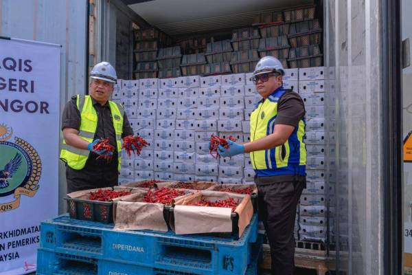 Cili segar yang dirampas kerana tidak memiliki dokumen import sah termasuk permit import dikeluarkan Maqis; Sijil Pematuhan 3P (penggredan, pembungkusan dan pelabelan).