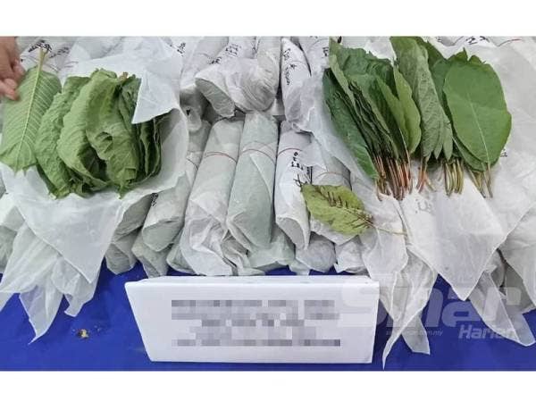 Daun ketum jenis urat merah dan putih ini dipercayai diperoleh dari negeri utara.