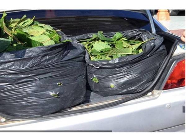 APMM Perlis mematahkan cubaan menyeludup 45 bungkusan plastik berisi daun ketum seberat 450 kilogram (kg) di perairan Kuala Perlis semalam.