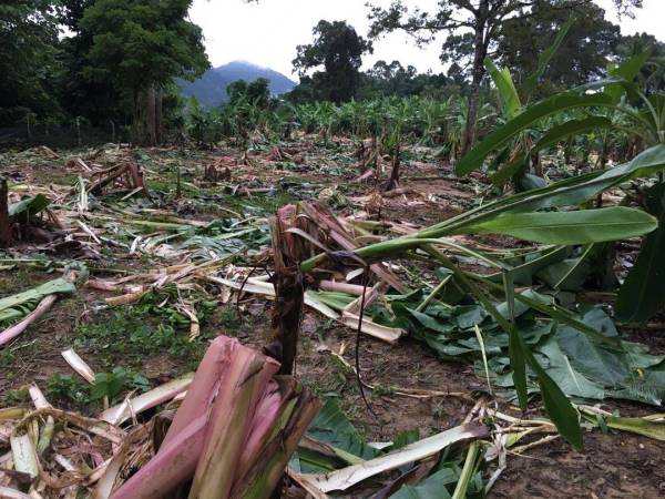 Kesan serangan oleh gajah liar terbabit