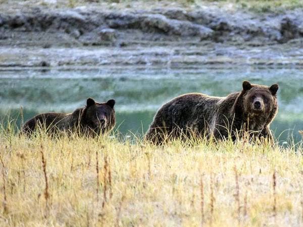 Gambar fail menunjukkan seekor ibu beruang dan anaknya di Taman Negara Yellowstone, Wyoming, Amerika Syarikat. - Foto AFP