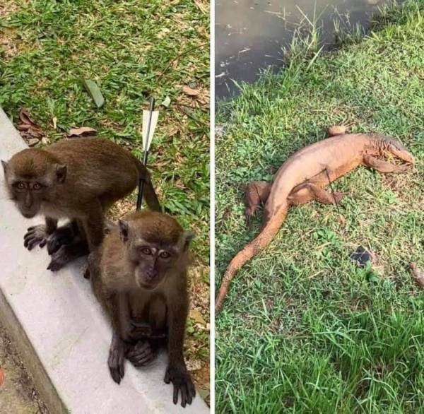 Gambar dikongsikan di Facebook Persatuan Haiwan Malaysia hari ini. 