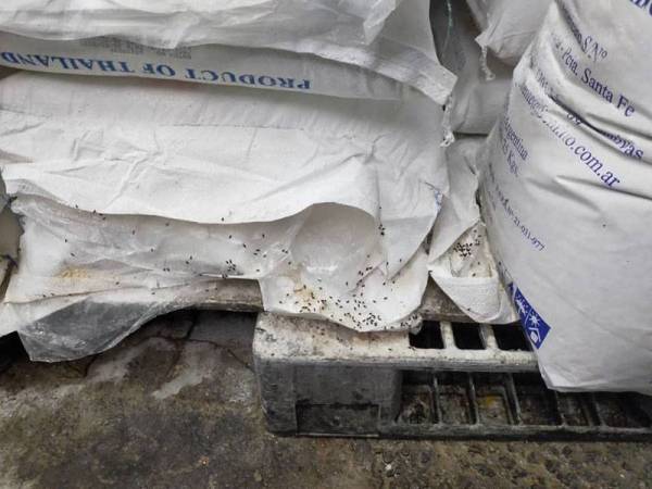 Keadaan lantai di premis memproses mee ini dalam keadaan kotor.