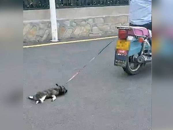 Keadaan anjing yang diseret dengan menggunakan motosikal. - Foto Daily Mail