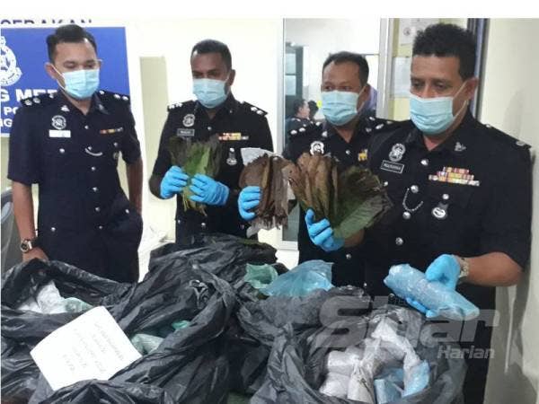 Mulkiaman (kanan) menunjukkan daun ketum yang dirampas di Jalan Kampung Tanah Merah, Pedu pada 26 Ogos lalu.