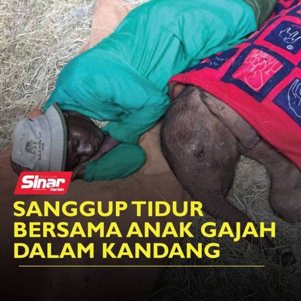 cover-gajah