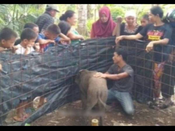 Babi hutan jadi tumpuan penduduk. - Foto IDN Times