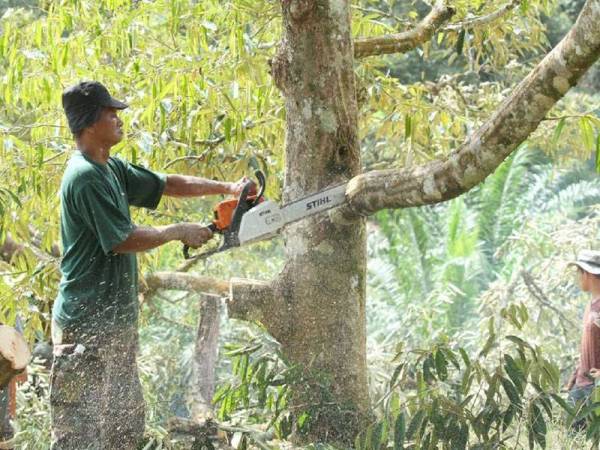 Kakitangan Jabatan Perhutanan Negeri Pahang (JPNP) memusnahkan pokok durian yang ditanam secara haram dalam kawasan hutan simpan di Raub. - Foto JPNP