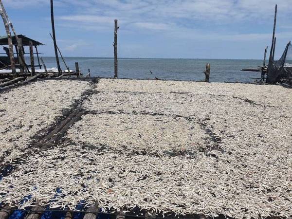 Hasil laut kering nelayan dari Tawau, Sabah yang dijemur di atas bagang di perairan Laut China Selatan.
