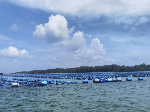Kawasan ternakan kupang di perairan Kuala Masai–Teluk Jawa dalam Selat Terbrau, Johor Bahru yang sudah bebas daripada HAB. 