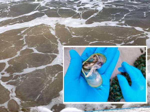 Keadaan kocakan air di perairan Kuala Masai–Teluk Jawa dalam Selat Terbau, Johor Bahru yang keruh akibat HAB baru-baru ini. Gambar kecil:Kupang ternakan yang sudah mati dengan cangkerang terbuka akibat HAB ditemukan di perairan Kuala Masai–Teluk Jawa, dalam Selat Tebrau Johor Bahru.