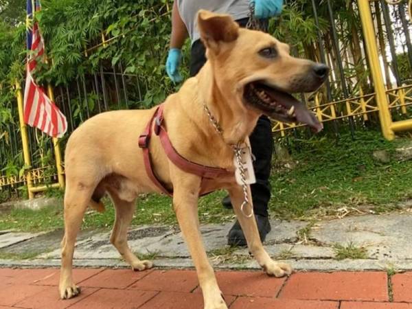 Salah seekor anjing OKS yang berjaya diselamatkan kini dilucutkan hak kepada Jabatan Veterinar.