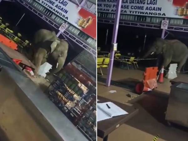 Paparan video tular menunjukkan seekor gajah jantan menceroboh kawasan premis makanan di Hentian Titiwangsa, Gerik Ahad lalu.