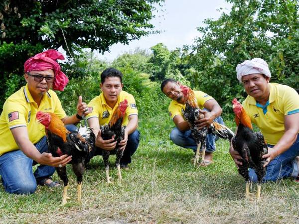 Peminat ayam ratu baka Leung Hang Khao (LHK), Hafnizan Abdul Wahab, 44, (kiri) bersama rakan-rakan sentiasa berkumpul bagi bertukar pandangan mengenai perkembangan ayam peliharaan mereka ketika ditemui di Kampung Padang Machang, Manir.