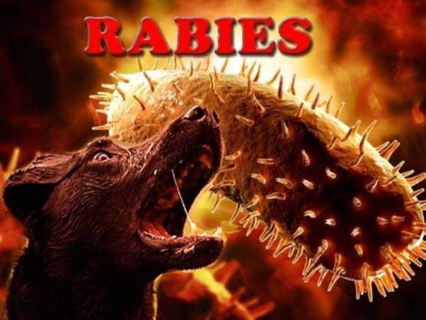 Lelaki dari Kuching mangsa terbaharu jangkitan rabies
