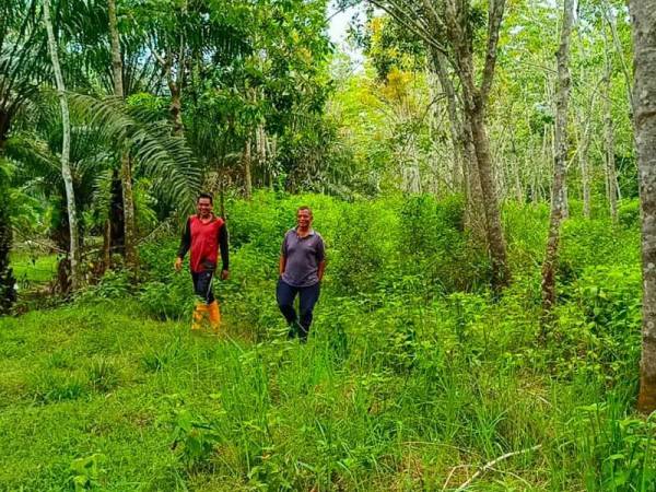 Penduduk menunjukkan lokasi penemuan kelibat harimau kumbang berwarna hitam dan setinggi kira-kira satu meter di Kampung Mesa, Pasir Mas.