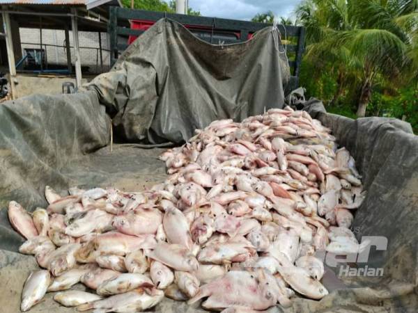 Ikan tilapia yang mati dibawa menggunakan lori untuk ditanam ke dalam lubang besar yang dikorek dengan menggunakan jentolak.