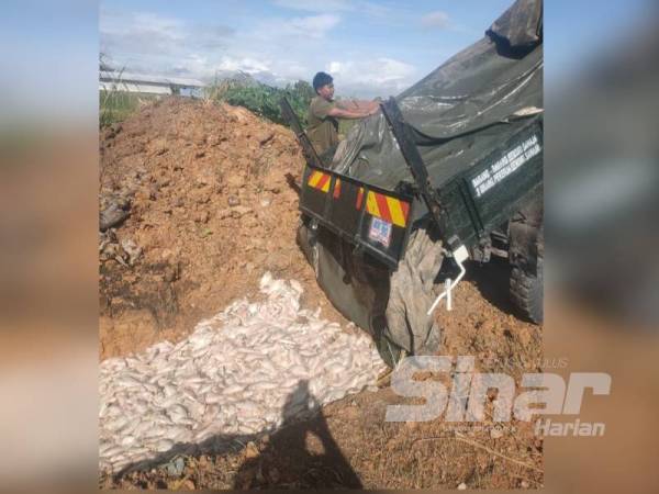 Ikan tilapia yang mati dibawa menggunakan lori untuk ditanam ke dalam lubang besar yang dikorek dengan menggunakan jentolak.